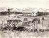 Ahgupuk original pen and ink of Mat Moo Matanuska-Susitna Valley farm and cows