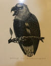 DeArmond print Bald Eagle