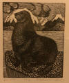DeArmond print Fur Seal