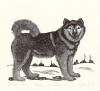 DeArmond print titled Malamute