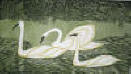 DeArmond print titled Wild Swans on the River