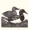 DeArmond print titled Mallard