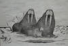 Nupok Malewotkuk original two adult walrus