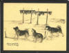 Nupok Malewotkuk reproductions of Alaska Huskies on placemats
