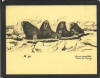 Nupok Malewotkuk reproductions of Adult Walrus group on placemats