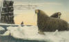 Kivetoruk Moses original Walrus on Ice Floe