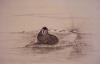 P. Noyakuk original Walrus on ice floe