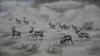 Walluk reindeer on the tundra